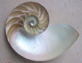 Spirale aurea